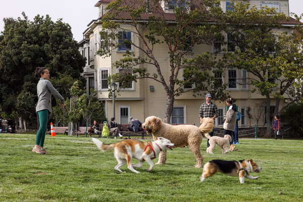 Duboce Park Dog Play Area photo 1